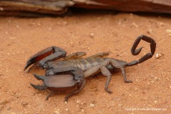 Hadogenes sp.