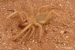 Solifugae sp.