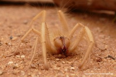 Solifugae sp.