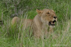 Panthera leo bleyenberghi