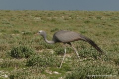 Anthropoides paradiseus