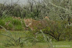 Panthera leo bleyenberghi