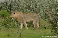 Panthera leo bleyenberghi