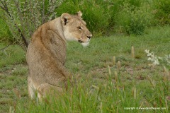 Panthera leo bleyenberghi