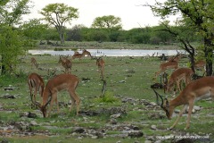 Aepyceros melampus petersi