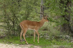 Aepyceros melampus petersi