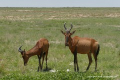 Alcelaphus buselaphus