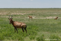 Alcelaphus buselaphus