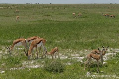 Antidorcas marsupialis