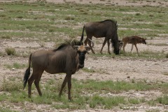 Connochaetes taurinus