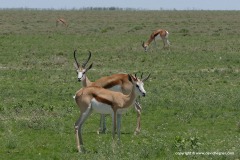 Antidorcas marsupialis