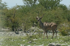 Tragelaphus strepsiceros