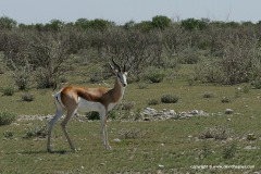 Antidorcas marsupialis