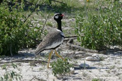 Afrotis afraoides