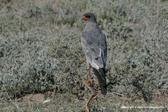 Melierax canorus
