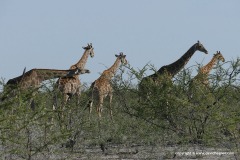 Giraffa giraffa angolensis