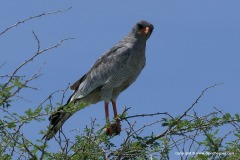 Melierax canorus