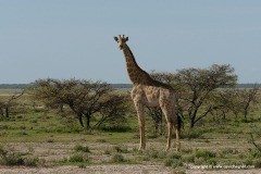 Giraffa giraffa angolensis