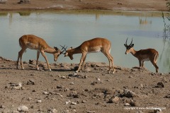 Aepyceros melampus petersi
