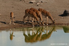 Aepyceros melampus petersi
