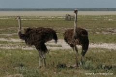 Struthio camelus