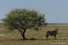 Oryx gazella