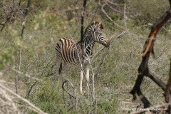 Equus burchellii