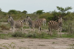 Equus burchellii
