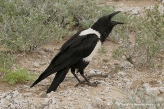 Corvus albus