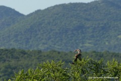 Tockus leucomelas