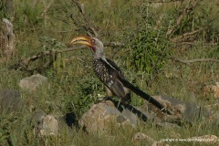 Tockus leucomelas