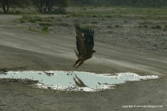 Aquila rapax