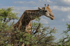 Giraffa giraffa angolensis