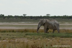 Loxodonta africana