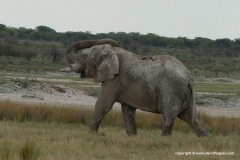 Loxodonta africana