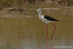 Himantopus himantopus