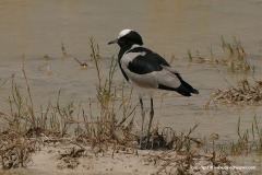 Vanellus armatus