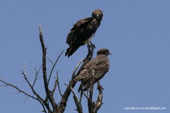 Circaetus pectoralis