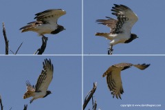 Circaetus pectoralis