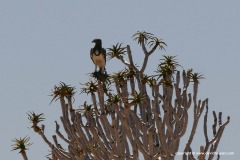Polemaetus bellicosus