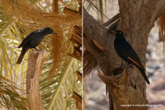 Onychognathus nabouroup