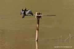 Anhinga rufa