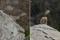 Agama aculeata