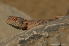Agama hispida
