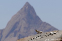 Agama knobeli