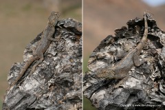 Agama knobeli