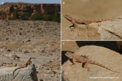 Agama hispida