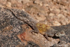 Agama atra