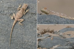 Agama distanti