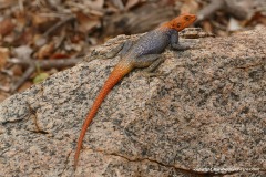 Agama planiceps